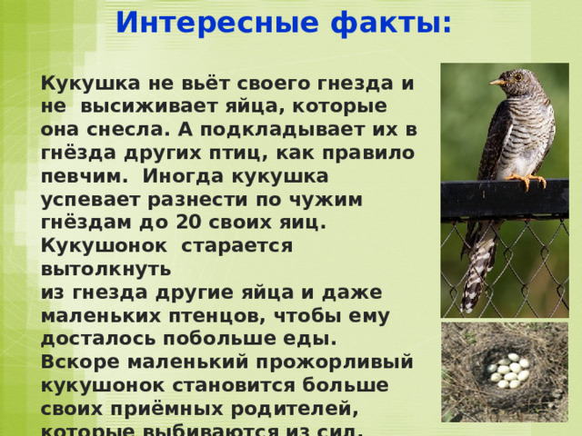 Интересные факты: Кукушка не вьёт своего гнезда и не высиживает яйца, которые она снесла. А подкладывает их в гнёзда других птиц, как правило певчим. Иногда кукушка успевает разнести по чужим гнёздам до 20 своих яиц. Кукушонок старается вытолкнуть из гнезда другие яйца и даже маленьких птенцов, чтобы ему досталось побольше еды. Вскоре маленький прожорливый кукушонок становится больше своих приёмных родителей, которые выбиваются из сил, чтобы накормить подкидыша. 