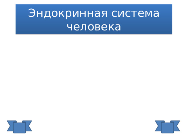 Эндокринная система человека 
