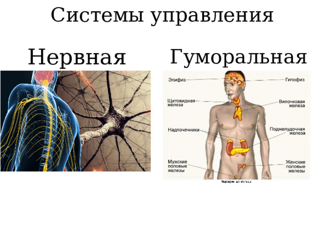 Системы управления Нервная Гуморальная 