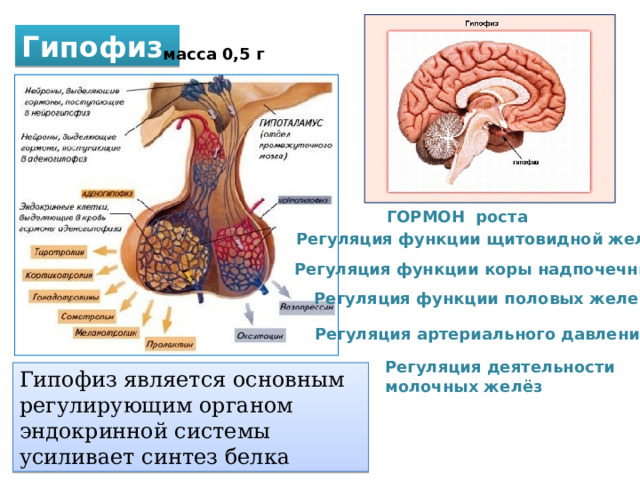 Гипофиз масса 0,5 г ГОРМОН роста Регуляция функции щитовидной железы Регуляция функции коры надпочечников Регуляция функции половых желез Регуляция артериального давления Регуляция деятельности молочных желёз Гипофиз является основным регулирующим органом эндокринной системы усиливает синтез белка 