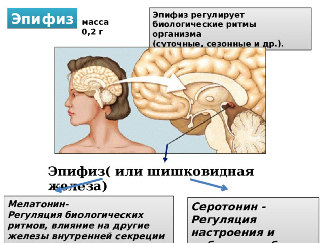 Эпифиз Эпифиз регулирует биологические ритмы организма (суточные, сезонные и др.). масса 0,2 г Эпифиз( или шишковидная железа) Мелатонин- Регуляция биологических ритмов, влияние на другие железы внутренней секреции и головной мозг Серотонин - Регуляция настроения и работоспособности 