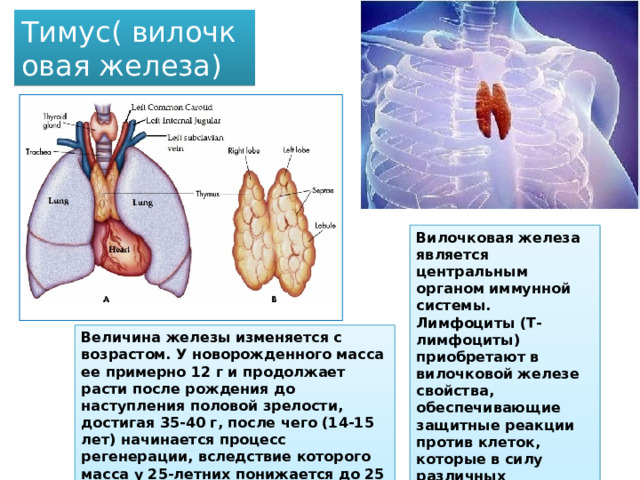 Тимус( вилочковая железа) Вилочковая железа является центральным органом иммунной системы. Лимфоциты (Т-лимфоциты) приобретают в вилочковой железе свойства, обеспечивающие защитные реакции против клеток, которые в силу различных повреждений становятся организму чужеродными. Величина железы изменяется с возрастом. У новорожденного масса ее примерно 12 г и продолжает расти после рождения до наступления половой зрелости, достигая 35-40 г, после чего (14-15 лет) начинается процесс регенерации, вследствие которого масса у 25-летних понижается до 25 г, к 60 годам - менее 15 г, к 70 - около 6 г. 