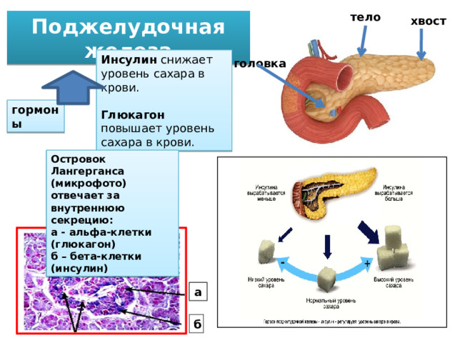 тело Поджелудочная железа хвост Инсулин снижает уровень сахара в крови. Глюкагон повышает уровень сахара в крови. головка гормоны Островок Лангерганса (микрофото) отвечает за внутреннюю секрецию: а - альфа-клетки (глюкагон) б – бета-клетки (инсулин) а б 