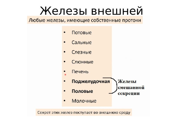 Железы внешней секреции 