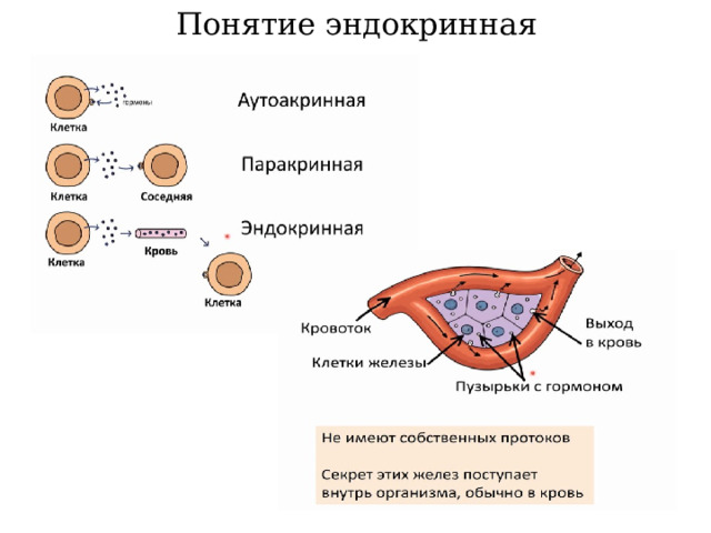 Понятие эндокринная 