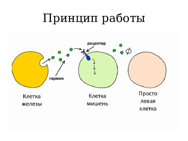 Принцип работы 