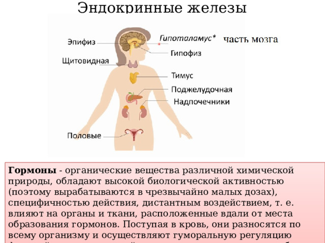 Эндокринные железы Гормоны - органические вещества различной химической природы, обладают высокой биологической активностью (поэтому вырабатываются в чрезвычайно малых дозах), специфичностью действия, дистантным воздействием, т. е. влияют на органы и ткани, расположенные вдали от места образования гормонов. Поступая в кровь, они разносятся по всему организму и осуществляют гуморальную регуляцию функций органов и тканей, изменяя их деятельность, возбуждая или тормозя их работу. 