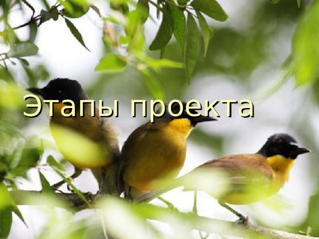 Этапы проекта 