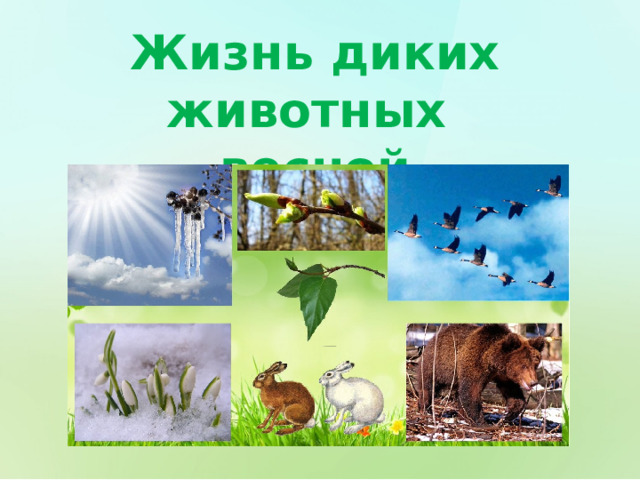Жизнь диких животных весной 