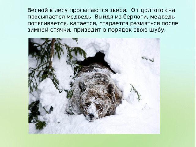 Весной в лесу просыпаются звери. От долгого сна просыпается медведь. Выйдя из берлоги, медведь потягивается, катается, старается размяться после зимней спячки, приводит в порядок свою шубу. 