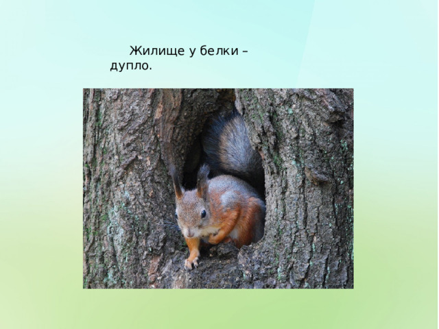  Жилище у белки – дупло. 