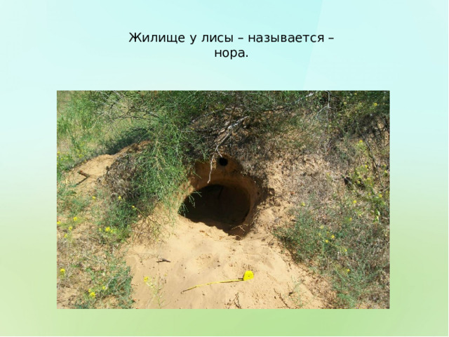 Жилище у лисы – называется – нора. 