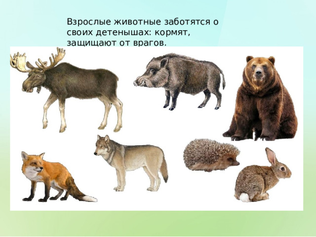 Взрослые животные заботятся о своих детенышах: кормят, защищают от врагов. 
