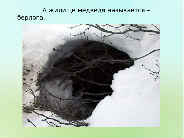  А жилище медведя называется – берлога. 