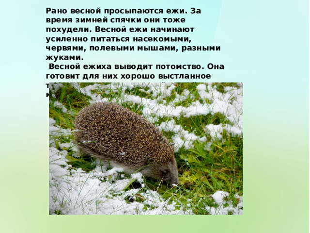 Рано весной просыпаются ежи. За время зимней спячки они тоже похудели. Весной ежи начинают усиленно питаться насекомыми, червями, полевыми мышами, разными жуками.  Весной ежиха выводит потомство. Она готовит для них хорошо выстланное травой гнездо. Своих детёнышей ежиха кормит молоком. 