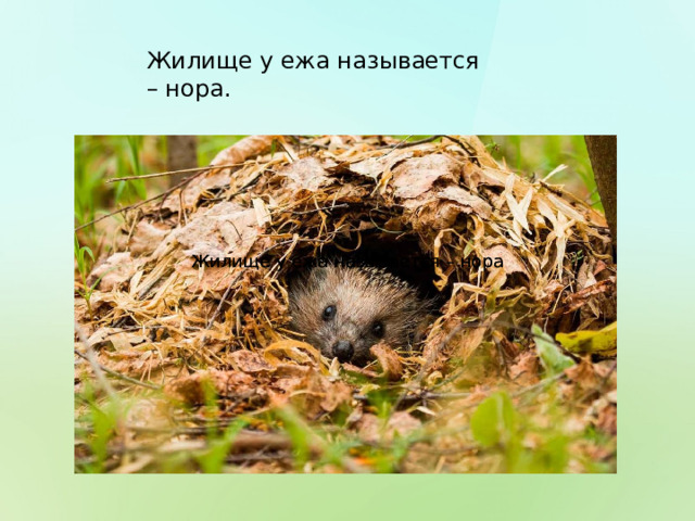 Жилище у ежа называется – нора. Жилище у ежа называется – нора Жилище у ежа называется – нора 