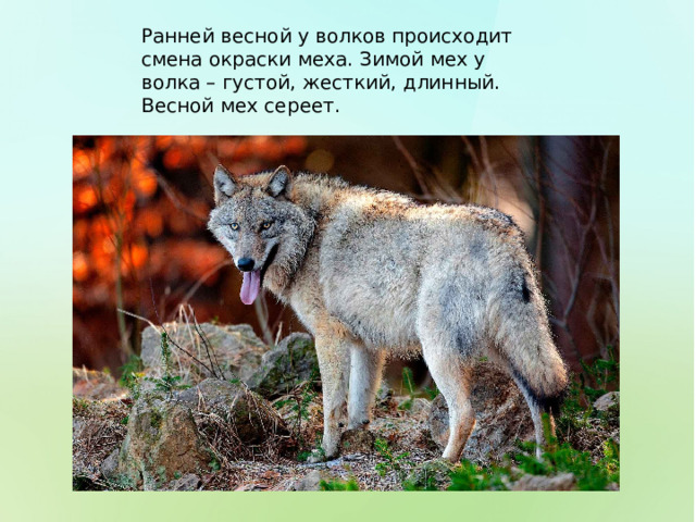 Ранней весной у волков происходит смена окраски меха. Зимой мех у волка – густой, жесткий, длинный. Весной мех сереет. 