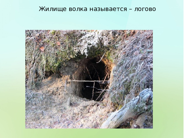 Жилище волка называется – логово 