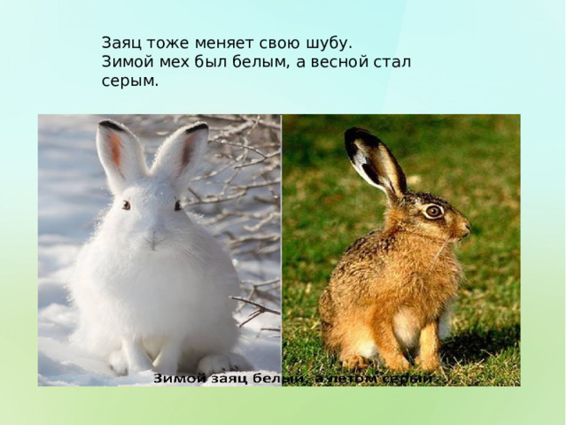 Заяц тоже меняет свою шубу. Зимой мех был белым, а весной стал серым. 
