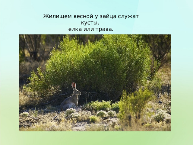 Жилищем весной у зайца служат кусты, елка или трава. 