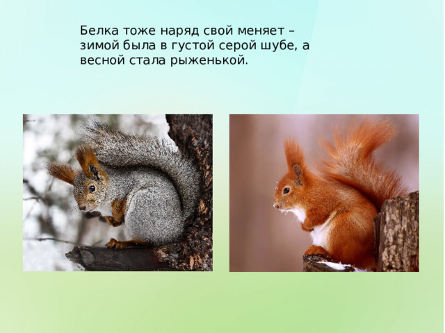 Белка тоже наряд свой меняет – зимой была в густой серой шубе, а весной стала рыженькой. 