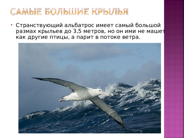 Странствующий альбатрос имеет самый большой размах крыльев до 3,5 метров, но он ими не машет как другие птицы, а парит в потоке ветра. 