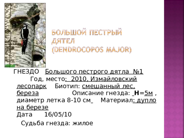  ГНЕЗДО Большого пестрого дятла №1   Год, место : 2010, Измайловский лесопарк   Биотип: смешанный лес, береза   Описание гнезда:  H = 5м , диаметр летка 8-10 см  Материал : дупло на березе     Дата   16/05/10   Судьба гнезда: жилое 