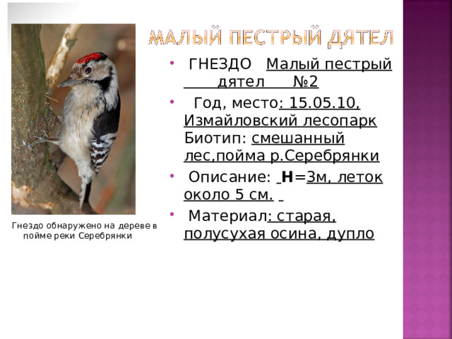  ГНЕЗДО Малый пестрый дятел №2  Год, место : 15.05.10, Измайловский лесопарк Биотип: смешанный лес,пойма р.Серебрянки   Описание:  H = 3м, леток около 5 см.     Материал : старая, полусухая осина, дупло  Гнездо обнаружено на дереве в пойме реки Серебрянки 