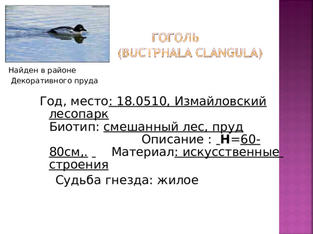 Найден в районе  Декоративного пруда Год, место : 18.0510, Измайловский лесопарк Биотип: смешанный лес, пруд Описание :  H = 60-80см,.   Материал : искусственные строения  Судьба гнезда: жилое 