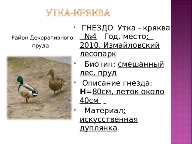  ГНЕЗДО Утка - кряква №4 Год, место : 2010, Измайловский лесопарк   Биотип: смешанный лес, пруд   Описание гнезда:  H = 80см, леток около 40см     Материал : искусственная дуплянка Район Декоративного  пруда 