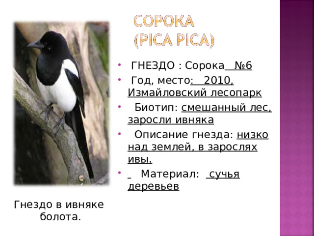  ГНЕЗДО : Сорока №6   Год, место : 2010, Измайловский лесопарк   Биотип: смешанный лес, заросли ивняка   Описание гнезда: низко над землей, в зарослях ивы.    Материал: сучья деревьев  Гнездо в ивняке болота. 