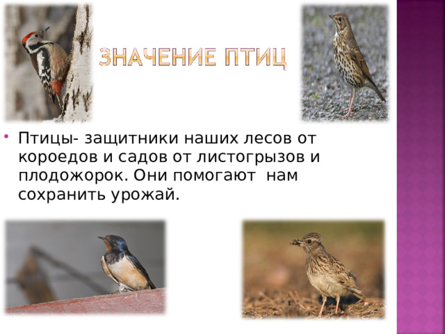 Птицы- защитники наших лесов от короедов и садов от листогрызов и плодожорок. Они помогают нам сохранить урожай. 