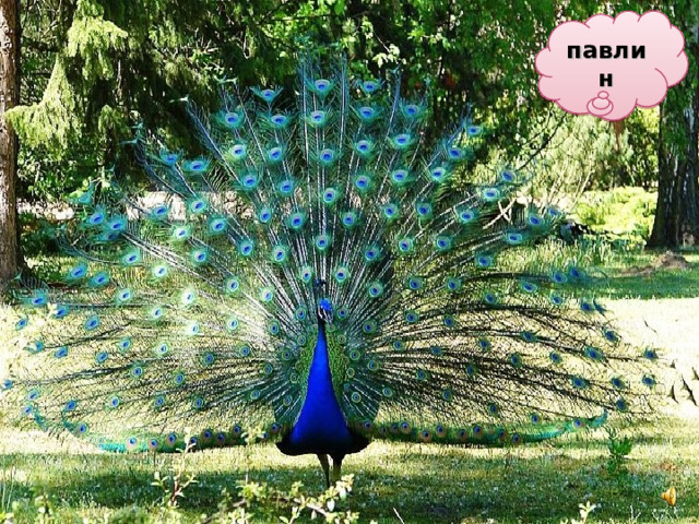 павлин 