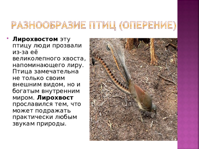 Лирохвостом эту птицу люди прозвали из-за её великолепного хвоста, напоминающего лиру. Птица замечательна не только своим внешним видом, но и богатым внутренним миром. Лирохвост прославился тем, что может подражать практически любым звукам природы. 