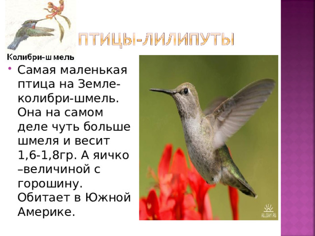 Самая маленькая птица на Земле- колибри-шмель. Она на самом деле чуть больше шмеля и весит 1,6-1,8гр. А яичко –величиной с горошину. Обитает в Южной Америке. 