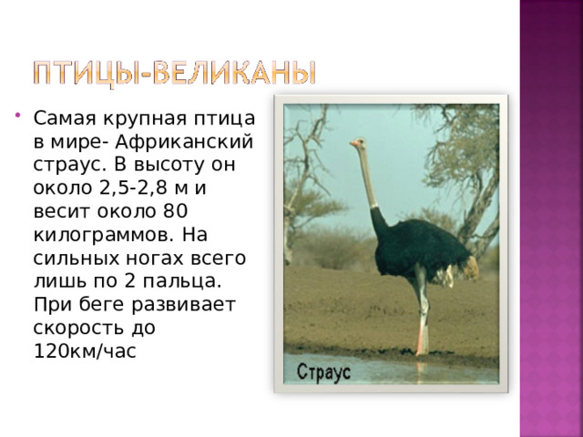 Самая крупная птица в мире- Африканский страус. В высоту он около 2,5-2,8 м и весит около 80 килограммов. На сильных ногах всего лишь по 2 пальца. При беге развивает скорость до 120км/час 