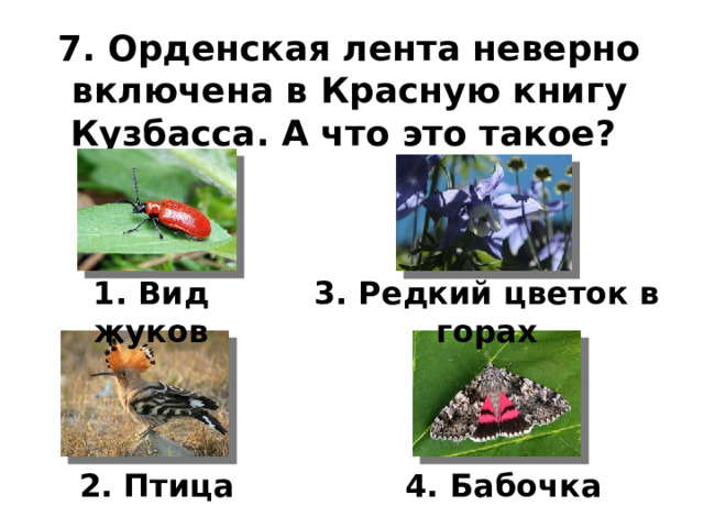 7. Орденская лента неверно включена в Красную книгу Кузбасса. А что это такое?    1. Вид жуков 3. Редкий цветок в горах 2. Птица 4. Бабочка 
