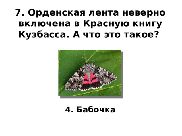 7. Орденская лента неверно включена в Красную книгу Кузбасса. А что это такое?    4. Бабочка 