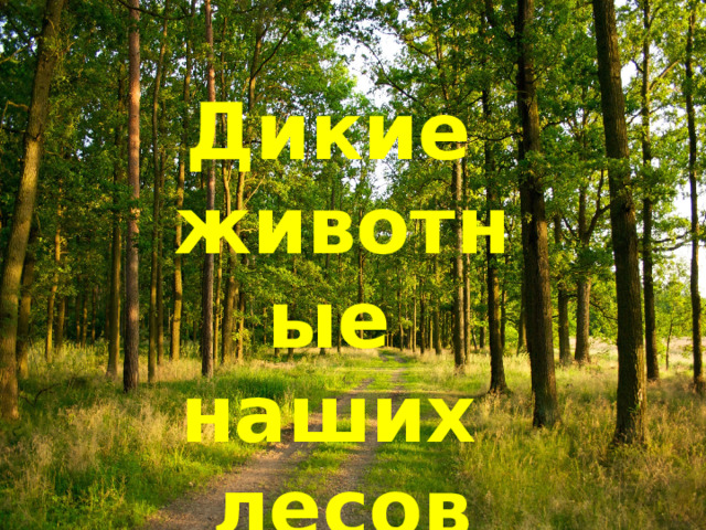 Дикие животные наших лесов  