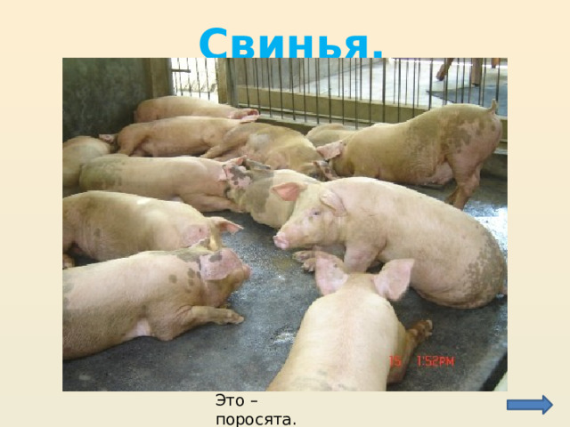 Свинья. Это – поросята. 