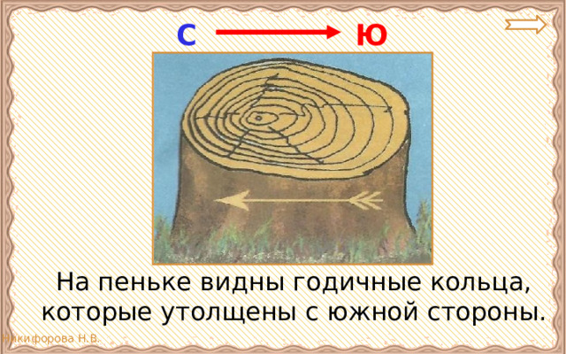 Ю С  На пеньке видны годичные кольца, которые утолщены с южной стороны. 