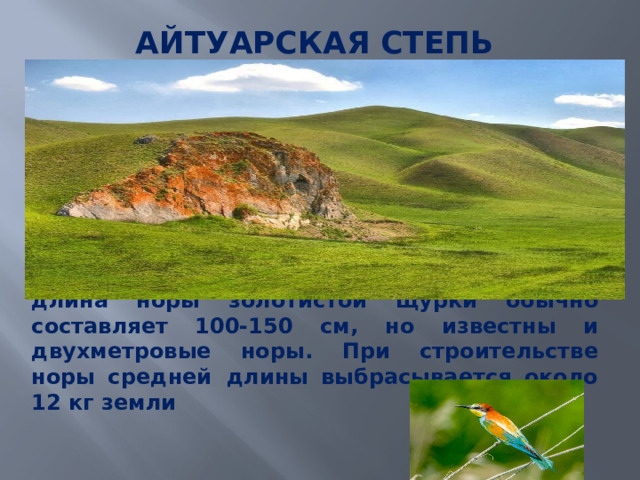 АЙТУАРСКАЯ СТЕПЬ   длина норы золотистой щурки обычно составляет 100-150 см, но известны и двухметровые норы. При строительстве норы средней  длины выбрасывается около 12 кг земли 