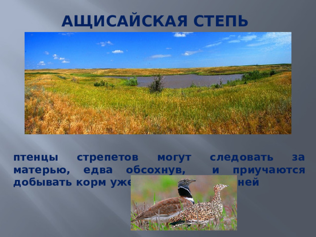 АЩИСАЙСКАЯ СТЕПЬ   птенцы стрепетов могут следовать за матерью, едва обсохнув, и приучаются добывать корм уже в возрасте 2-3 дней 