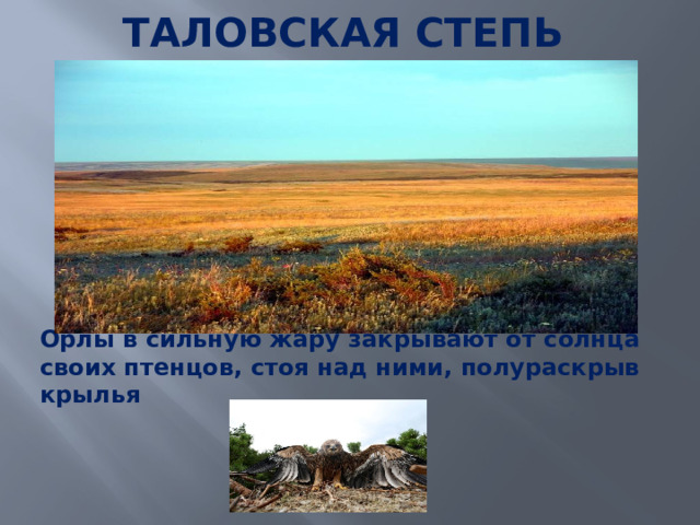 ТАЛОВСКАЯ СТЕПЬ   Орлы в сильную жару закрывают от солнца своих птенцов, стоя над ними, полураскрыв крылья 
