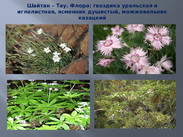 Шайтан – Тау. Флора: гвоздика уральская и иглолистная, ясменник душистый, можжевельник казацкий 
