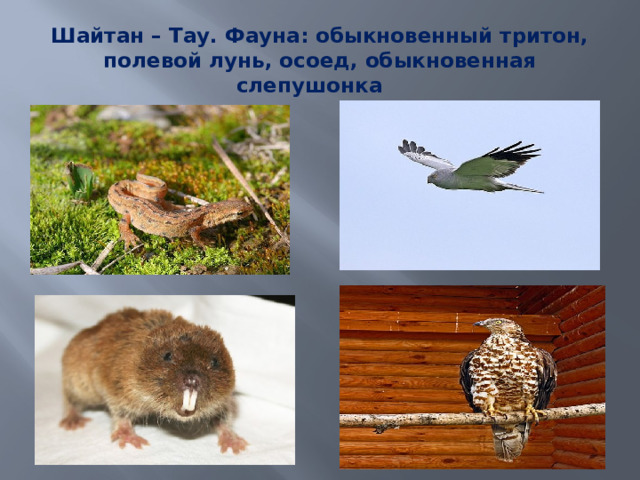 Шайтан – Тау. Фауна: обыкновенный тритон, полевой лунь, осоед, обыкновенная слепушонка 