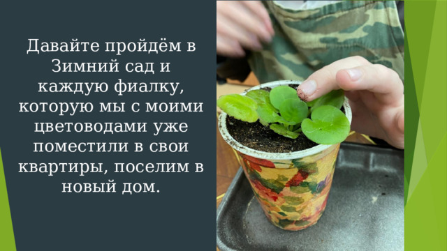 Давайте пройдём в Зимний сад и каждую фиалку, которую мы с моими цветоводами уже поместили в свои квартиры, поселим в новый дом. 