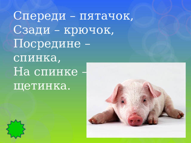Спереди – пятачок, Сзади – крючок, Посредине – спинка, На спинке – щетинка. 