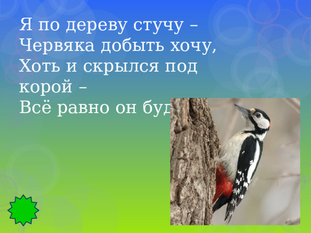 Я по дереву стучу – Червяка добыть хочу, Хоть и скрылся под корой – Всё равно он будет мой! 