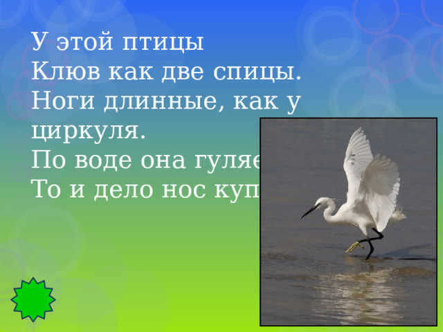 У этой птицы Клюв как две спицы. Ноги длинные, как у циркуля. По воде она гуляет, То и дело нос купает. 